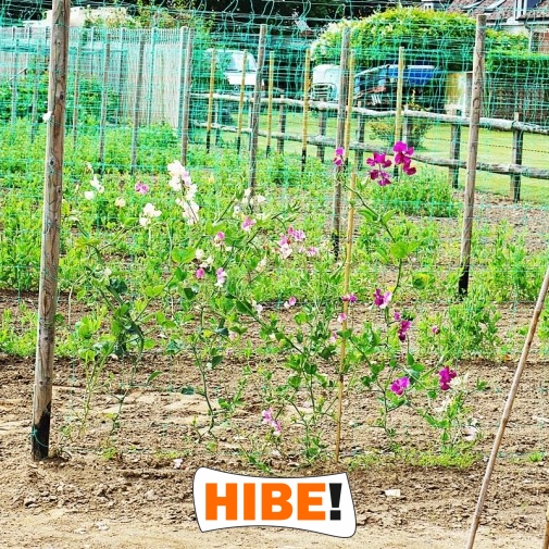   Hibe - Siatka ochronna na autostrady i drogi z polipropylenu, szaro-czarna, o oczku 1x1cm. 