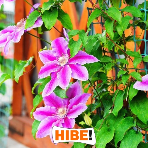  Hibe - Siatka na autostradę i drogę 