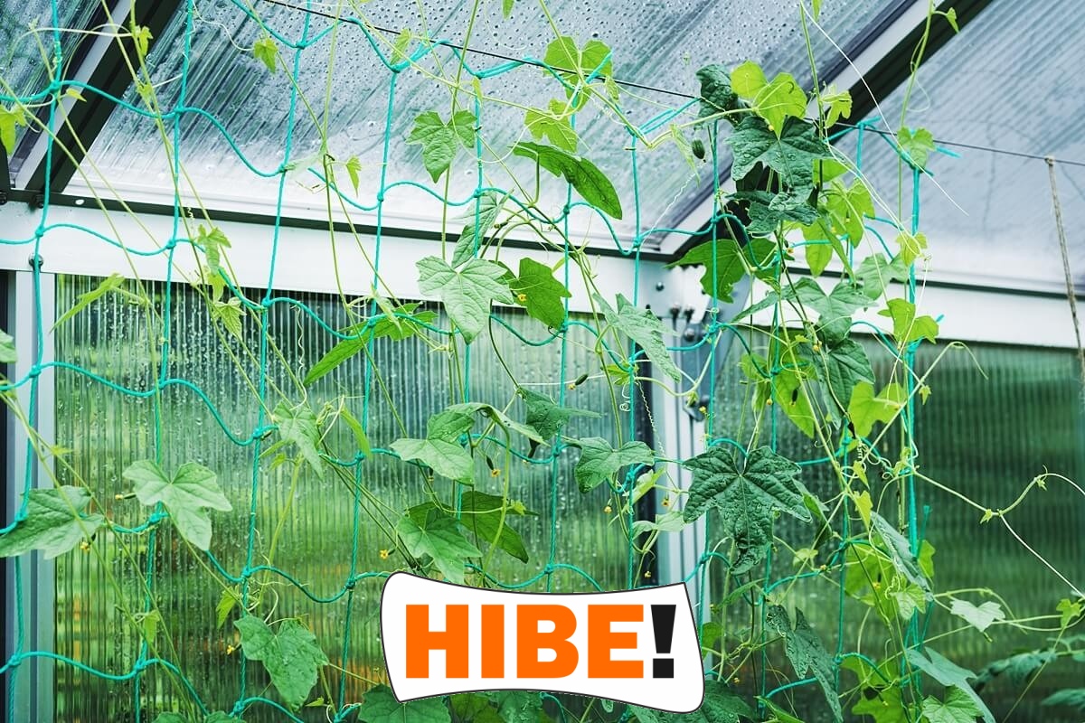  Hibe - Siatka na autostrady i drogi z polipropylenu o grubości 4 mm, w kolorze zielonym lub grafitowym, z oczkami 6x6 cm, dostępna na twój wymiar. 