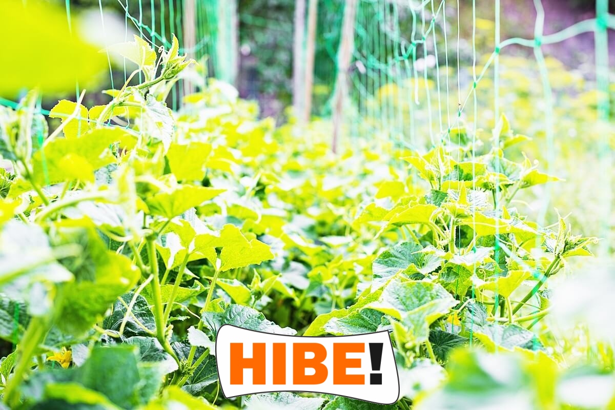   Hibe - Siatka zabezpieczająca na drogi i autostrady zielona o oczkach 10x10 cm i grubości 5 mm, sprzedawana na wymiar. 