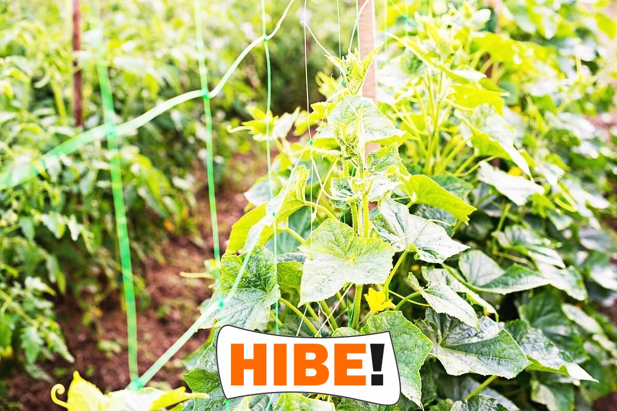  Hibe - Siatka na autostrady i drogi z polipropylenu o grubości 4 mm, w kolorze zielonym lub grafitowym, z oczkami 6x6 cm, dostępna na twój wymiar. 