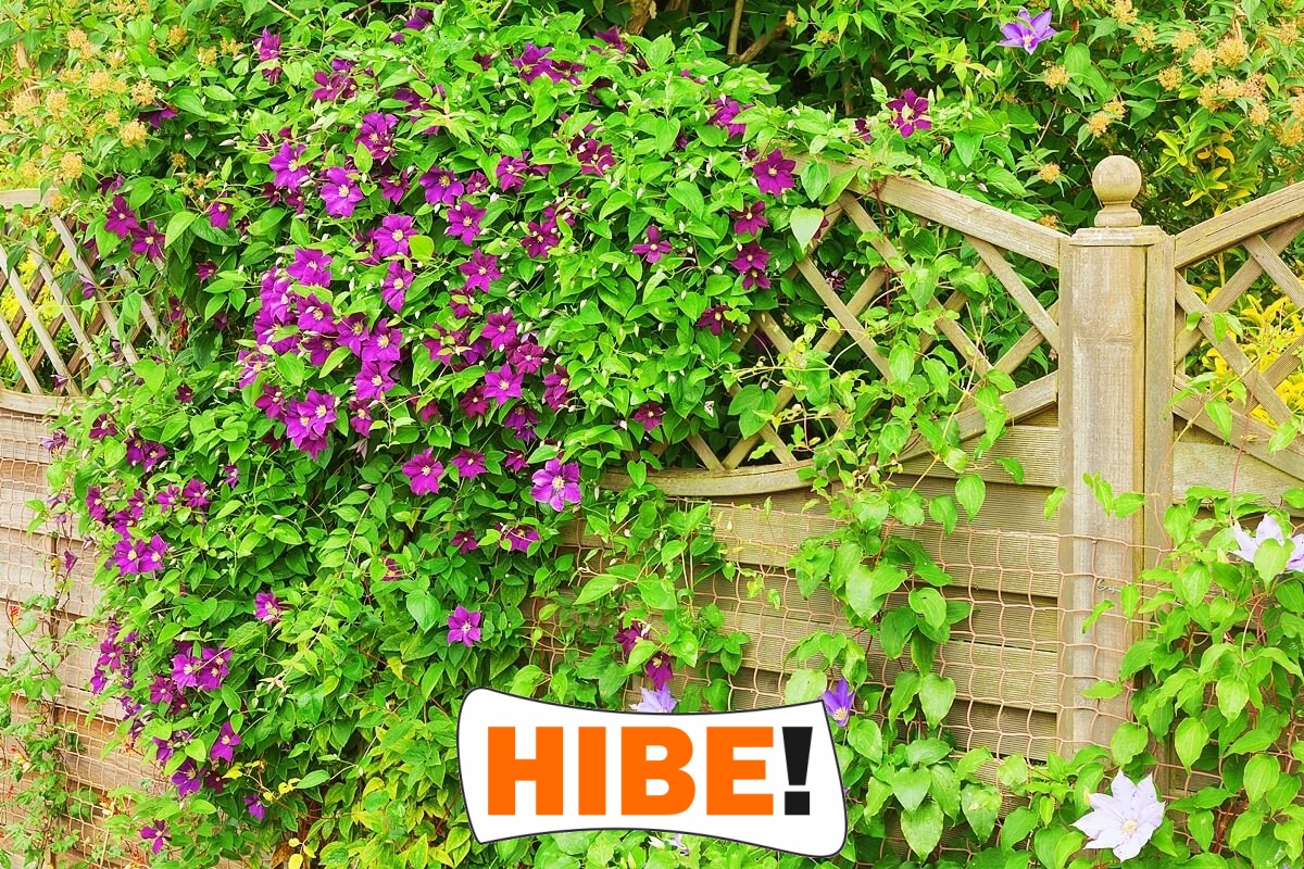   Hibe - Siatka drogowa i autostradowa z polipropylenu, zielona, o oczkach 10x10 cm i grubości 6 mm. 