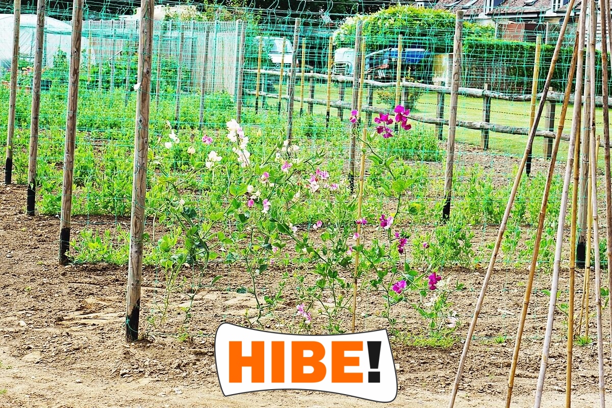   Hibe - Siatka ochronna na autostrady i drogi z polipropylenu, szaro-czarna, o oczku 1x1cm. 