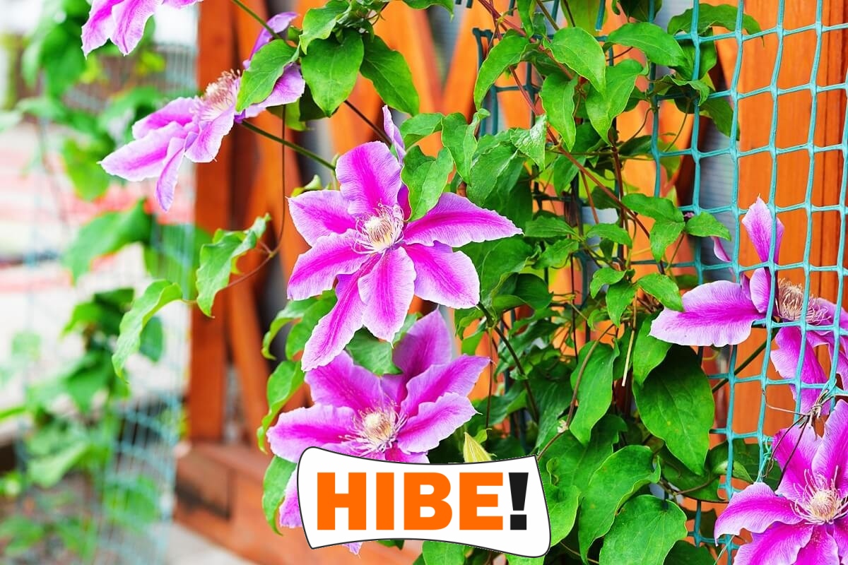  Hibe - Siatka na autostradę i drogę 